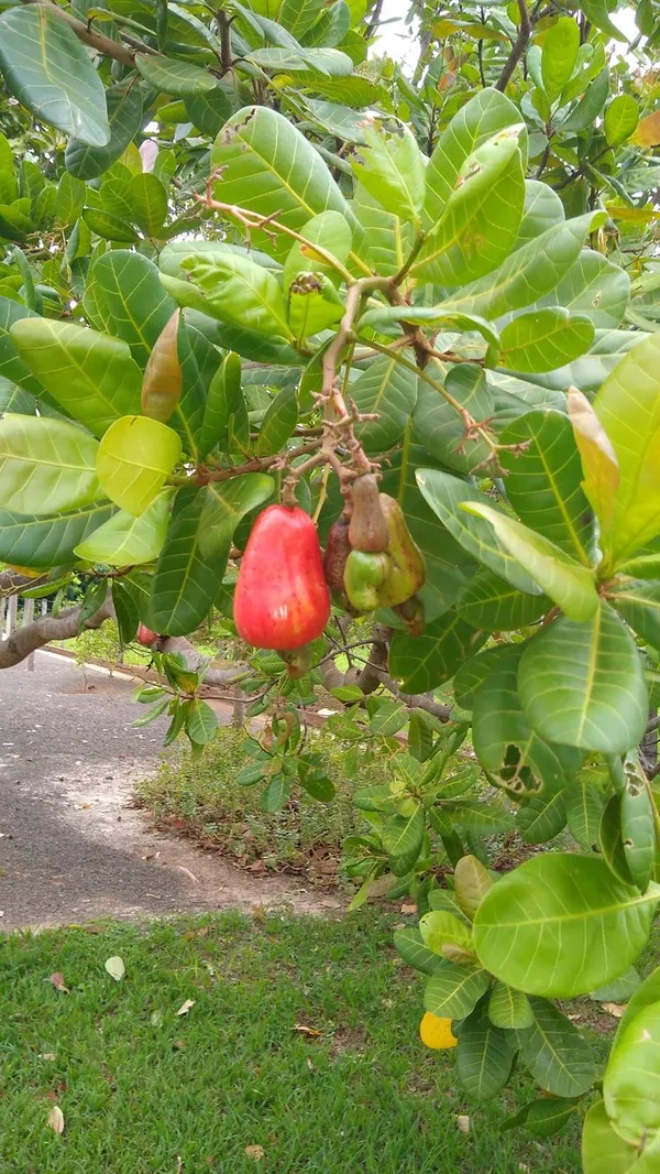 Rare_Cashew_Apple_Hybrid_Tropical_Fruit__Plant