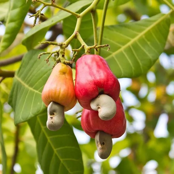 Rare_Cashew_Apple_Hybrid_Tropical_Fruit__Plant