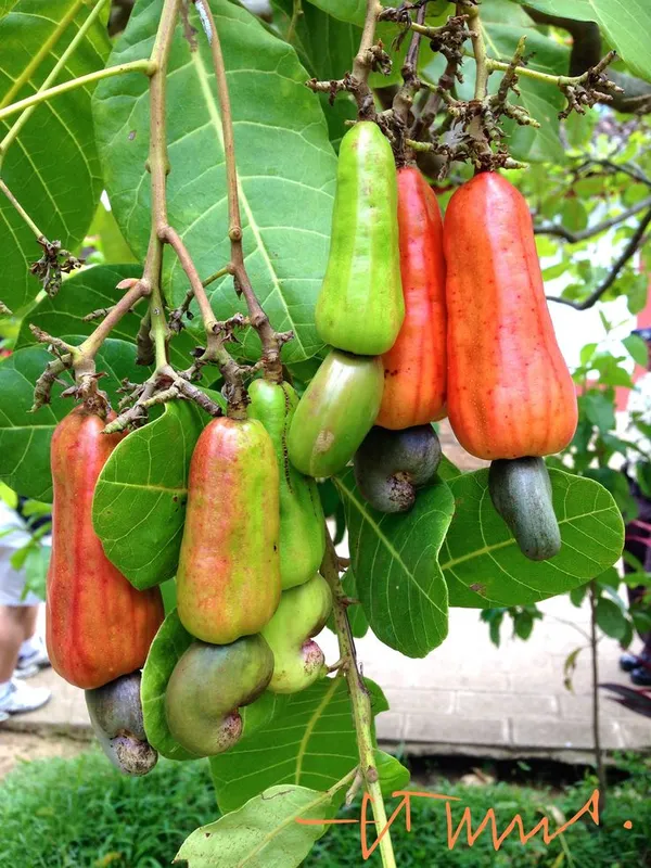 Rare_Cashew_Apple_Hybrid_Tropical_Fruit__Plant