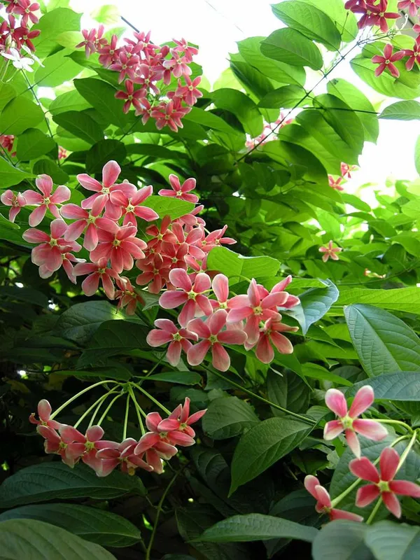 Rare_Madhumalati_Honeysuckle_Rangoon_Creeper_Flower_Plant