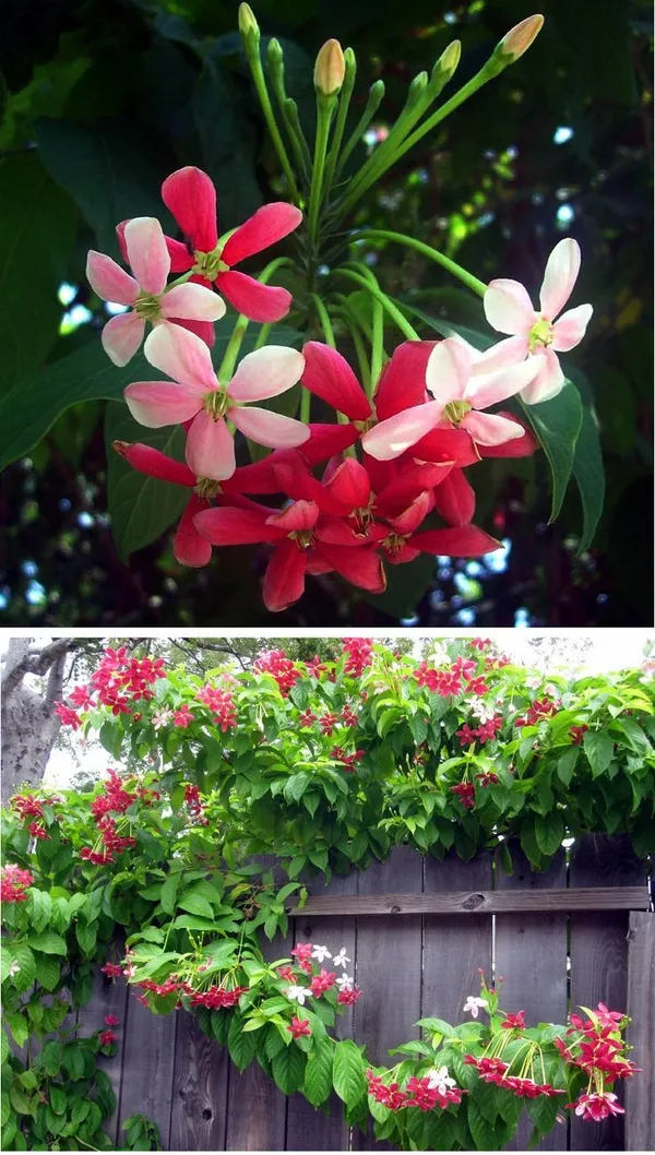 Rare_Madhumalati_Honeysuckle_Rangoon_Creeper_Flower_Plant