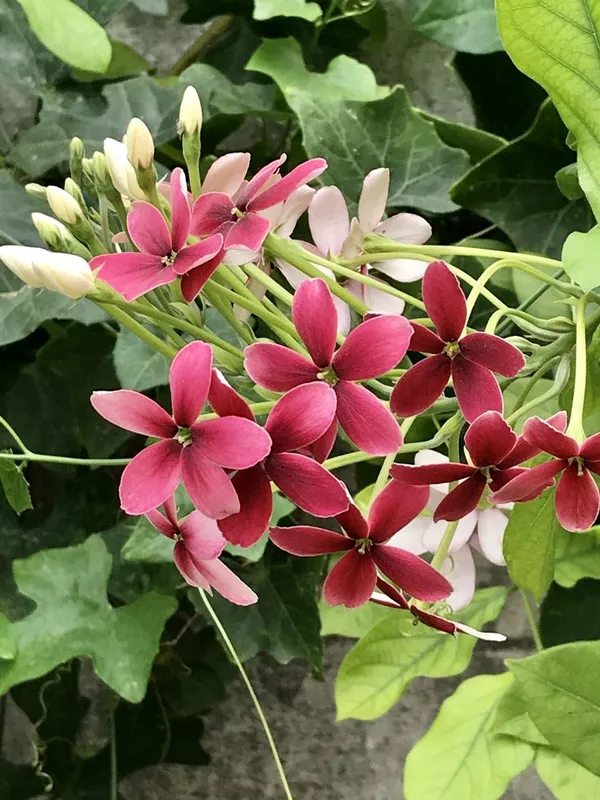 Rare_Madhumalati_Honeysuckle_Rangoon_Creeper_Flower_Plant