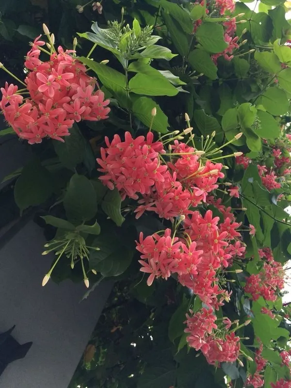 Rare_Madhumalati_Honeysuckle_Rangoon_Creeper_Flower_Plant