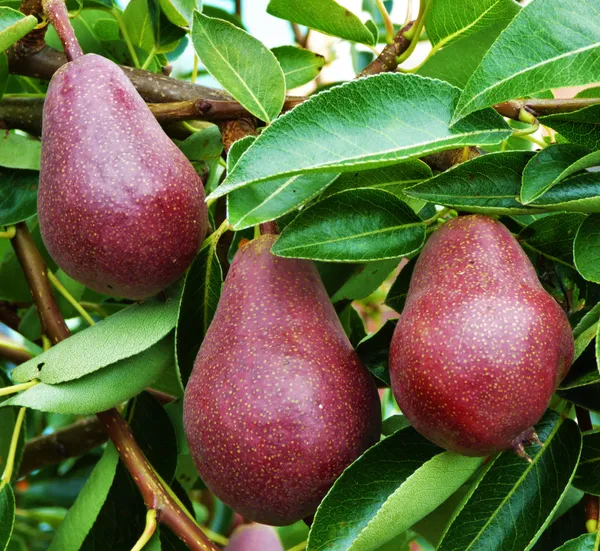 Rare_Red_Pear_Grafted_Plant_&_Tree