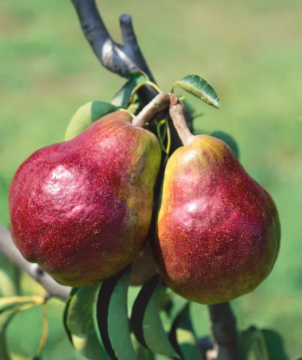 Rare_Red_Pear_Grafted_Plant_&_Tree