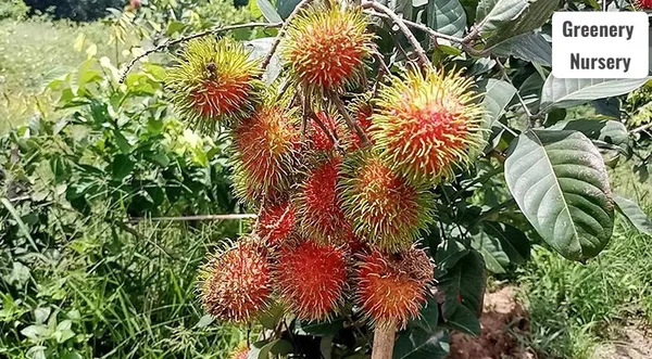 Rare_Red_Rambutan_Hybrid_Exotic_Fruit_Plants_&_Tree_(1_Healthy_Plant)