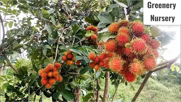 Rare_Red_Rambutan_Hybrid_Exotic_Fruit_Plants_&_Tree_(1_Healthy_Plant)