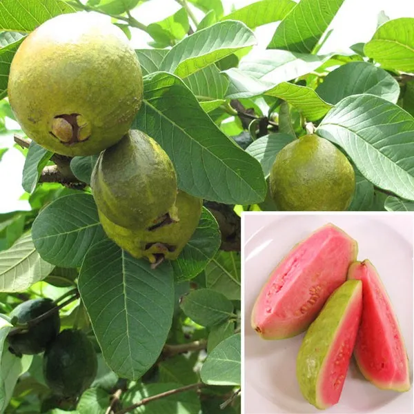 Rare_Taiwan_Pink_Amrud_Plant_Fruit_Tree_Guava_Rare_Apple_Guava_(Pink_)1_Healthy_Air_layered/Grafted_Plant_with_Growbag
