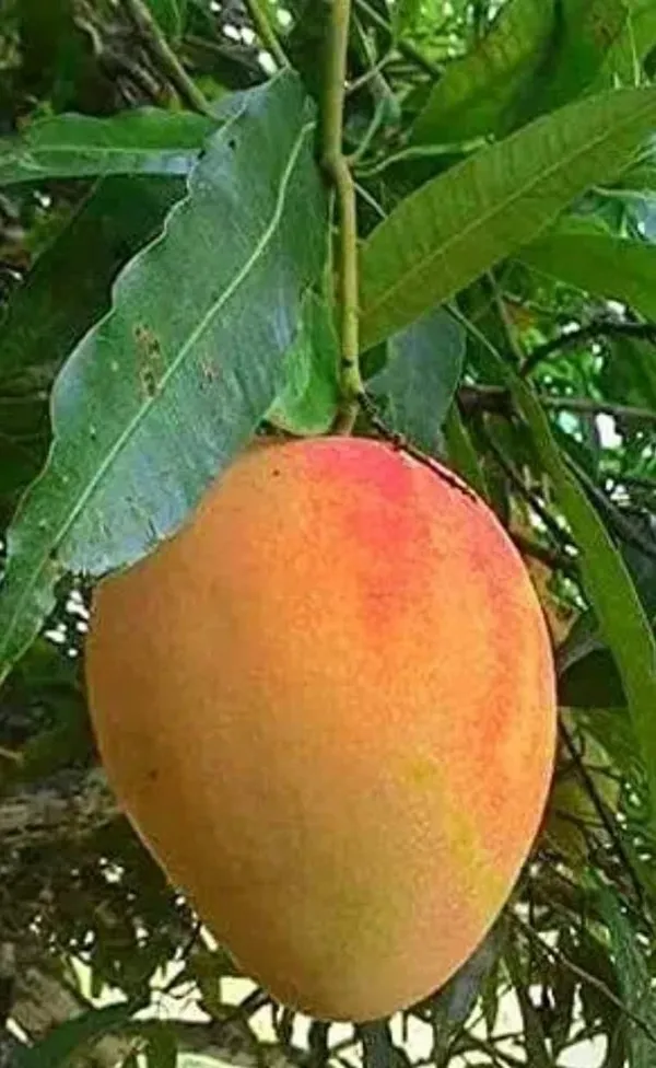 Ratnagiri_Alphonso_Healthy_Mango_Fruit_Plant_&_Tree_For_Home_Gardening_Super_Tasty_Alphonso_Mango_Grafted_Plant_1.5-3.5_Ft_Size_(Hybrid,_Pack_Of_1)
