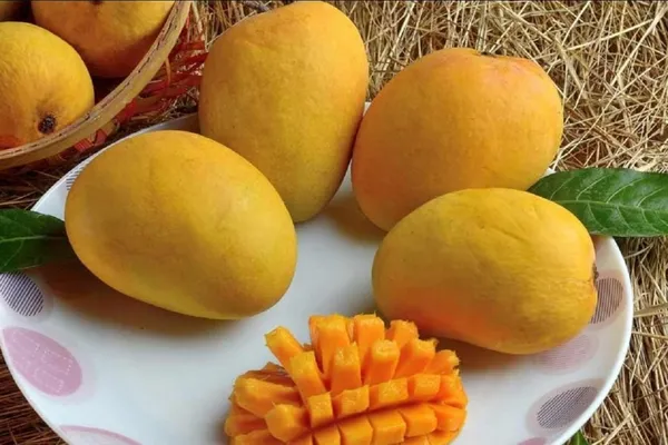 Ratnagiri_Alphonso_Healthy_Mango_Fruit_Plant_&_Tree_For_Home_Gardening_Super_Tasty_Alphonso_Mango_Grafted_Plant_1.5-3.5_Ft_Size_(Hybrid,_Pack_Of_1)