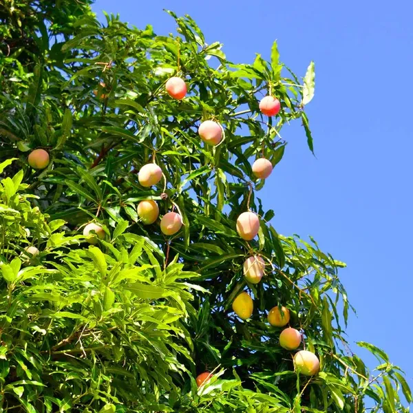 Ratnagiri_Alphonso_Healthy_Mango_Fruit_Plant_&_Tree_For_Home_Gardening_Super_Tasty_Alphonso_Mango_Grafted_Plant_1.5-3.5_Ft_Size_(Hybrid,_Pack_Of_1)