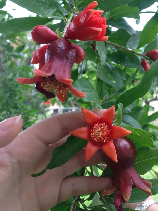 Red_Annar/Pomegranate_(Dwarf_Variety)_Healthy_Fruit_Plant_&_Tree_(1.5-3.5_Ft_Sze)_For_Home_Gardening_Hybrid_Pomegranate/Annar_Fruit_Plant_Age_1.5_Years_(Grafted,_Pack_Of_1)