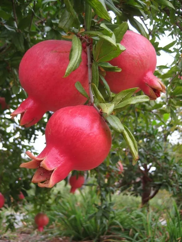 Red_Annar/Pomegranate_(Dwarf_Variety)_Healthy_Fruit_Plant_&_Tree_(1.5-3.5_Ft_Sze)_For_Home_Gardening_Hybrid_Pomegranate/Annar_Fruit_Plant_Age_1.5_Years_(Grafted,_Pack_Of_1)