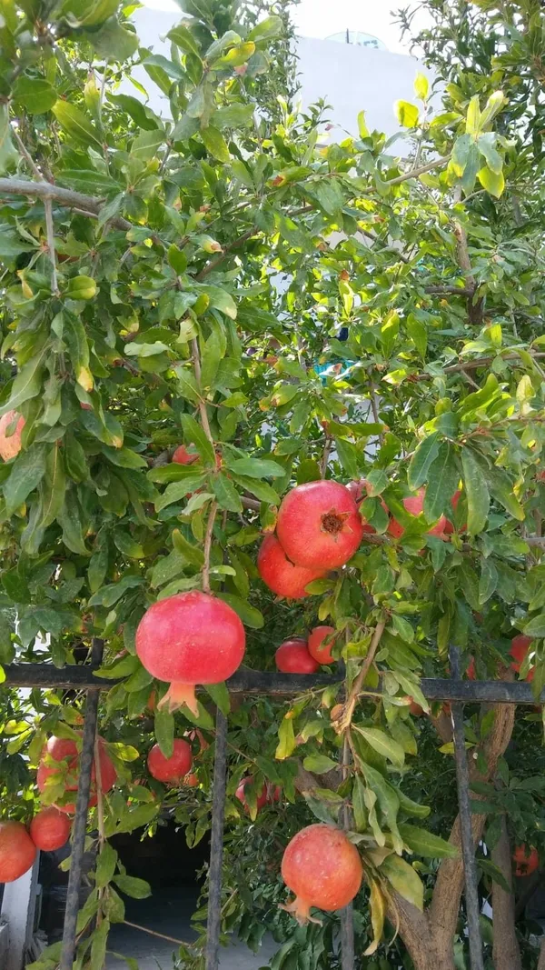 Red_Annar/Pomegranate_(Dwarf_Variety)_Healthy_Fruit_Plant_&_Tree_(1.5-3.5_Ft_Sze)_For_Home_Gardening_Hybrid_Pomegranate/Annar_Fruit_Plant_Age_1.5_Years_(Grafted,_Pack_Of_1)
