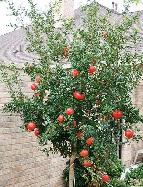 Red_Annar/Pomegranate_(Dwarf_Variety)_Healthy_Fruit_Plant_&_Tree_(1.5-3.5_Ft_Sze)_For_Home_Gardening_Hybrid_Pomegranate/Annar_Fruit_Plant_Age_1.5_Years_(Grafted,_Pack_Of_1)