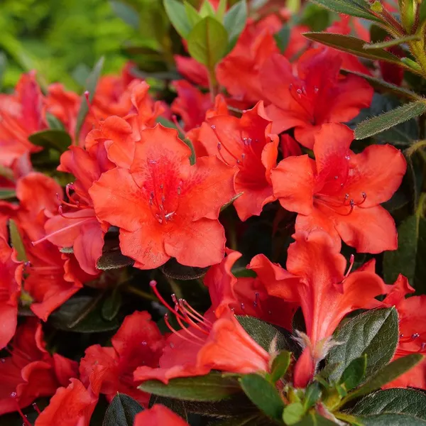 Red_Azalea_Flowering__Plant_For_Shrub/Bush/Home_Gardening_Beautiful_Azalea_Flower_Outdoor_Plant_(Pack_Of_1)