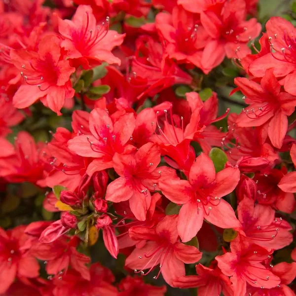 Red_Azalea_Flowering__Plant_For_Shrub/Bush/Home_Gardening_Beautiful_Azalea_Flower_Outdoor_Plant_(Pack_Of_1)