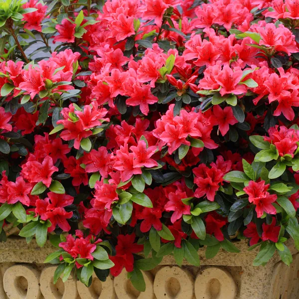 Red_Azalea_Grafted_Flower_Plant_(1.5-2.5_Ft_Size)_For_Bush/Shrub/Home_Decoration_&_Gardening_(Hybrid,_Pack_Of_1)