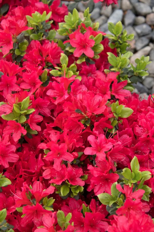 Red_Azalea_Grafted_Flower_Plant_(1.5-2.5_Ft_Size)_For_Bush/Shrub/Home_Decoration_&_Gardening_(Hybrid,_Pack_Of_1)