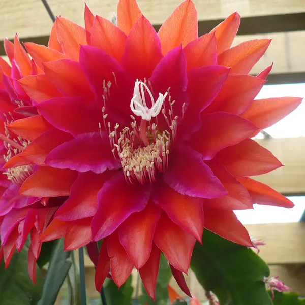 Red_Brahma_Kamal_Healthy_Flower_Plant_For_Gardening_(Hybrid,_Pack_Of_1)