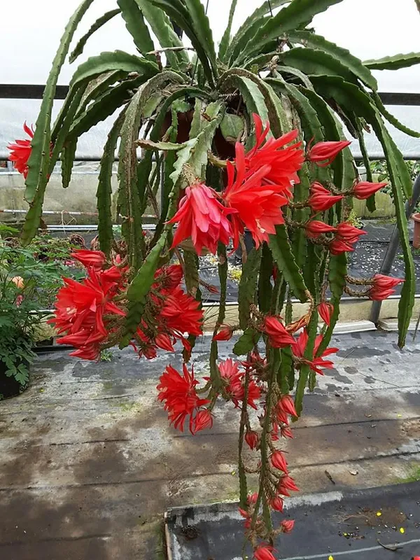 Red_Brahma_Kamal_Healthy_Flower_Plant_For_Gardening_(Hybrid,_Pack_Of_1)