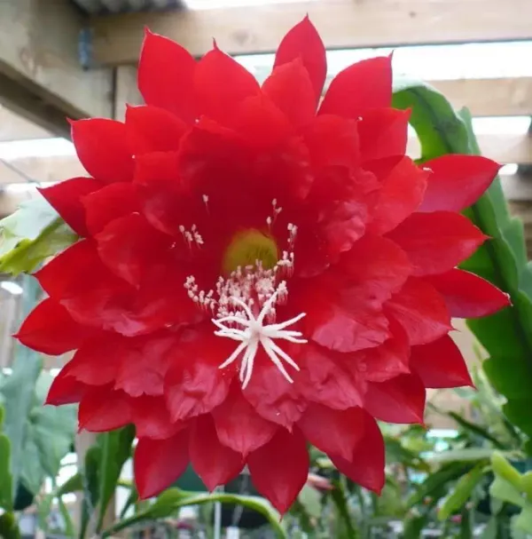 Red_Brahma_Kamal_Healthy_Flower_Plant_For_Gardening_(Hybrid,_Pack_Of_1)