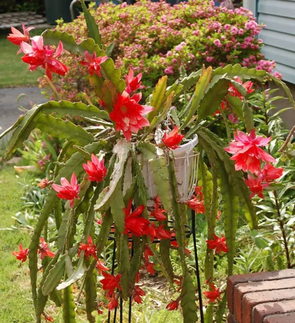 Red_Brahma_Kamal_Healthy_Flower_Plant_For_Gardening_(Hybrid,_Pack_Of_1)