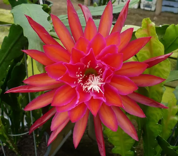 Red_Brahma_Kamal_Healthy_Flower_Plant_For_Gardening_(Hybrid,_Pack_Of_1)
