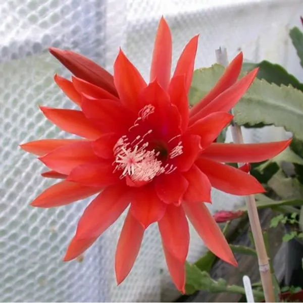 Red_Brahma_Kamal_Healthy_Flower_Plant_For_Gardening_(Hybrid,_Pack_Of_1)