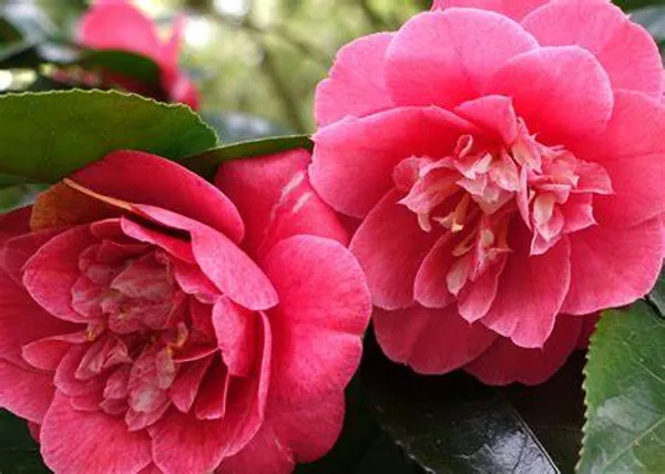 Camellia_(Grafted)_Red_Flower_Plant_(Hybrid,_Pack_Of_1)