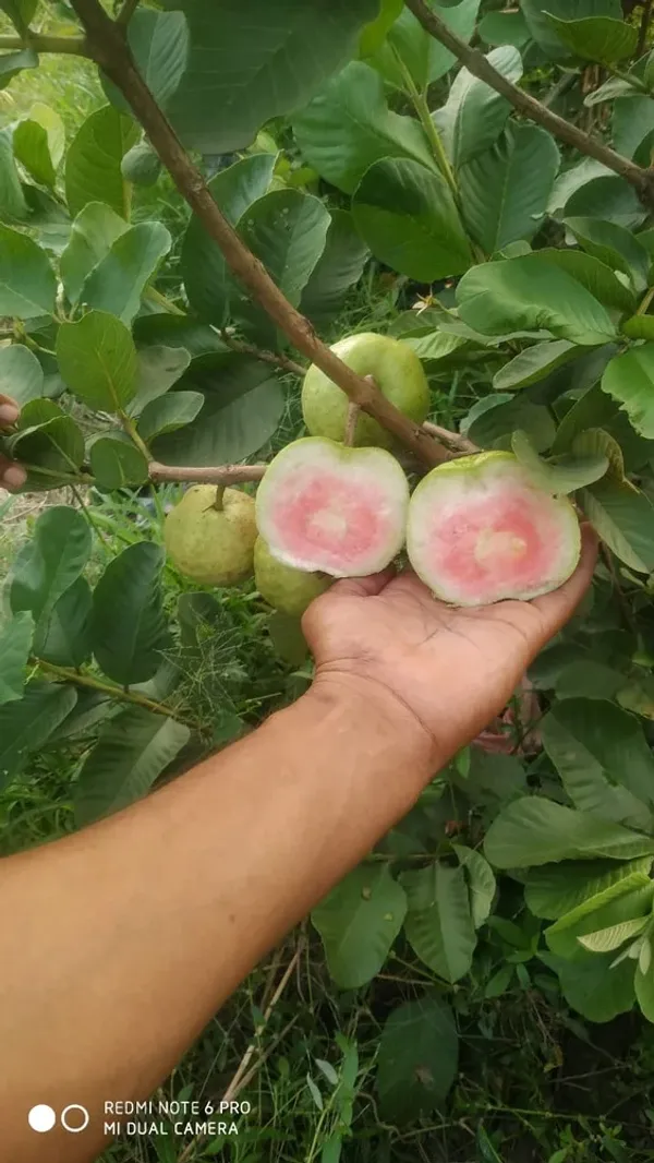 Red_Diamond_Guava_Plant,_Peyera,Amrud(King_Of_Guava)_"New_Variety"_Plant_&_Tree_(_Grafted)_Pack_of_1