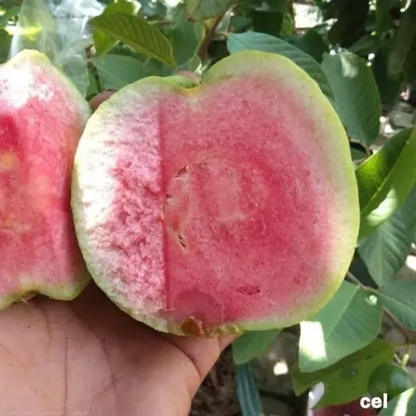 Red_Diamond_Guava_Plant,_Peyera,Amrud(King_Of_Guava)_"New_Variety"_Plant_&_Tree_(_Grafted)_Pack_of_1