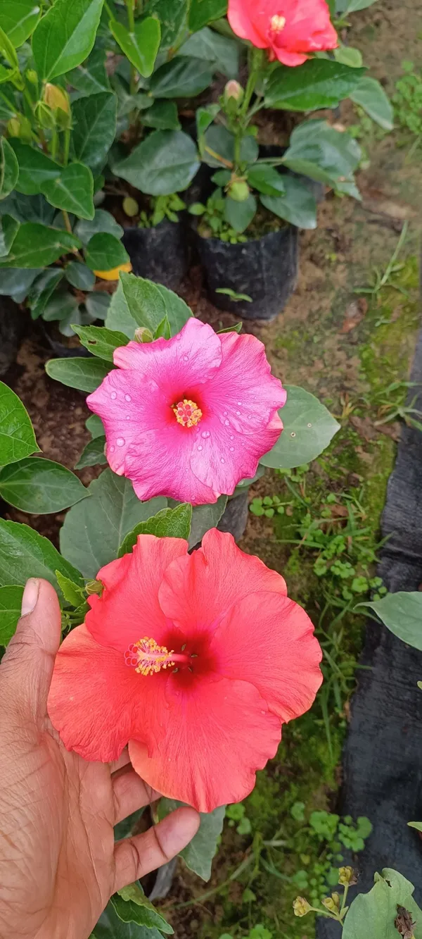 Red_Hibiscus_Flowering_Plant_For_Gardening_(Hybrid,_Pack_Of_1)