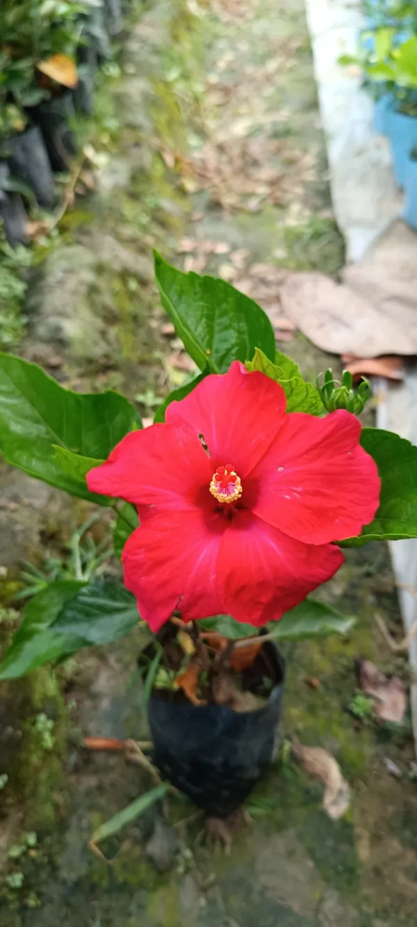 Red_Hibiscus_Flowering_Plant_For_Gardening_(Hybrid,_Pack_Of_1)
