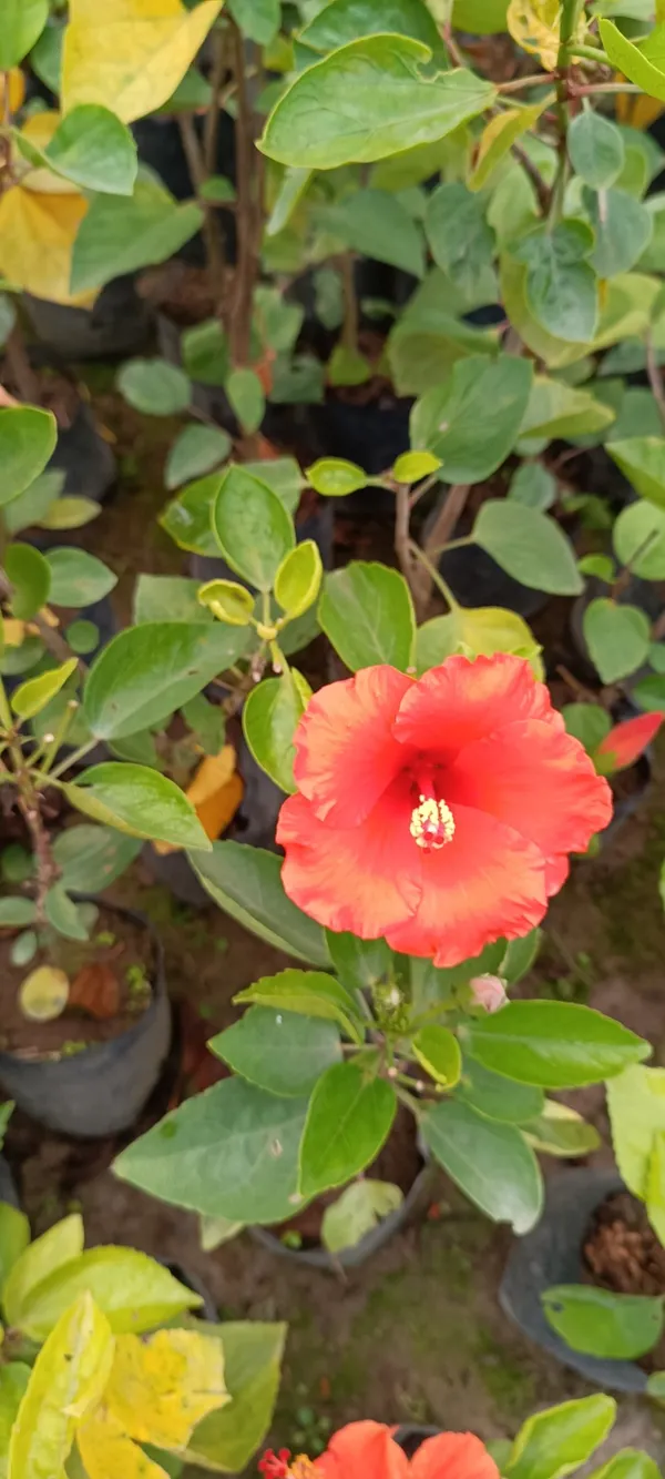 Red_Hibiscus_Flowering_Plant_For_Gardening_(Hybrid,_Pack_Of_1)