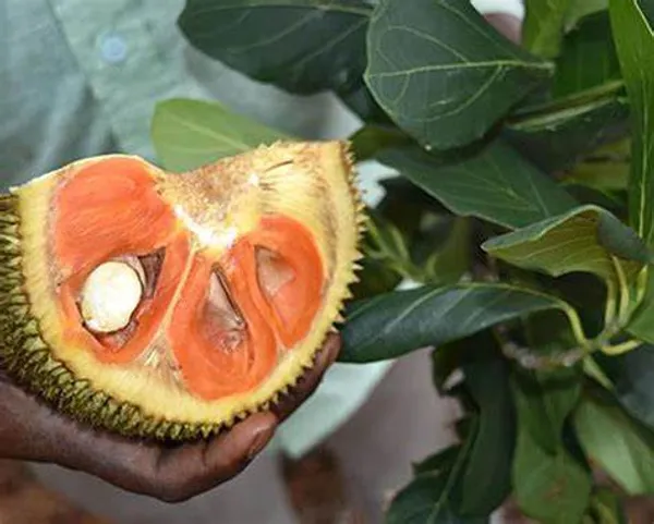 Red_Jackfruit_Healthy_Fruit__Plant_&_Tree_For_Home_Gardening_(Hybrid,_Pack_Of_1)