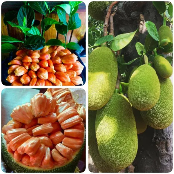 Red_Jackfruit_Healthy_Fruit__Plant_&_Tree_For_Home_Gardening_(Hybrid,_Pack_Of_1)