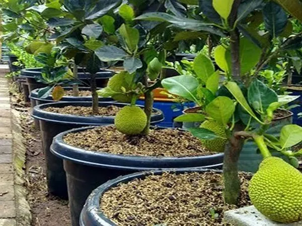 Red_Jackfruit_Healthy_Fruit__Plant_&_Tree_For_Home_Gardening_(Hybrid,_Pack_Of_1)