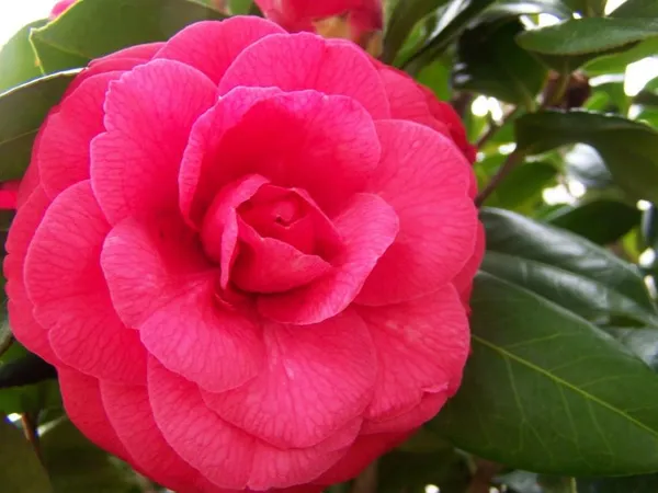 Red_Japanese_Cameliia_Flowering_Plant_For_Shrub/Bush/Home_Gardening_(Pack_Of_1)