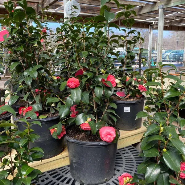 Red_Japanese_Cameliia_Flowering_Plant_For_Shrub/Bush/Home_Gardening_(Pack_Of_1)