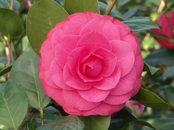 Red_Japanese_Cameliia_Flowering_Plant_For_Shrub/Bush/Home_Gardening_(Pack_Of_1)