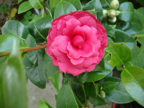Red_Japanese_Cameliia_Flowering_Plant_For_Shrub/Bush/Home_Gardening_(Pack_Of_1)