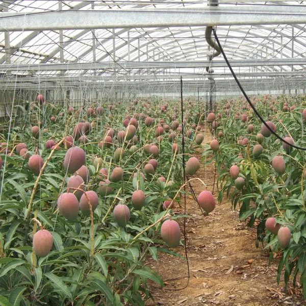 Red_Palmer_(Grafted)_Mango_Fruit_Plant_(1.5-3.5_Ft_Hight)_For_Home_Gardening_(Hybrid,_Pack_Of_1)