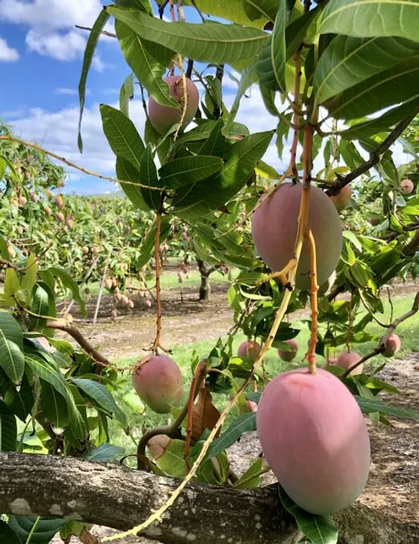 Red_Palmer_(Grafted)_Mango_Fruit_Plant_(1.5-3.5_Ft_Hight)_For_Home_Gardening_(Hybrid,_Pack_Of_1)