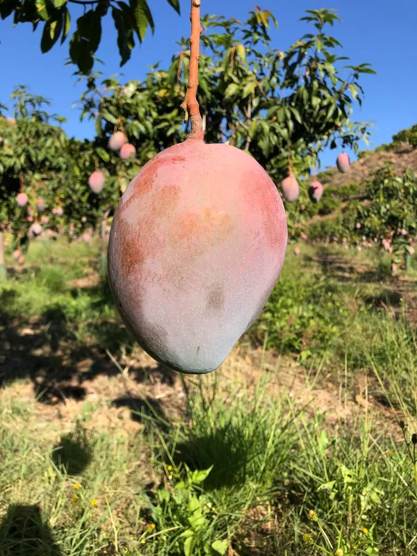 Red_Palmer_(Grafted)_Mango_Fruit_Plant_(1.5-3.5_Ft_Hight)_For_Home_Gardening_(Hybrid,_Pack_Of_1)