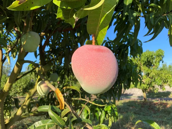 Red_Palmer_(Grafted)_Mango_Fruit_Plant_(1.5-3.5_Ft_Hight)_For_Home_Gardening_(Hybrid,_Pack_Of_1)