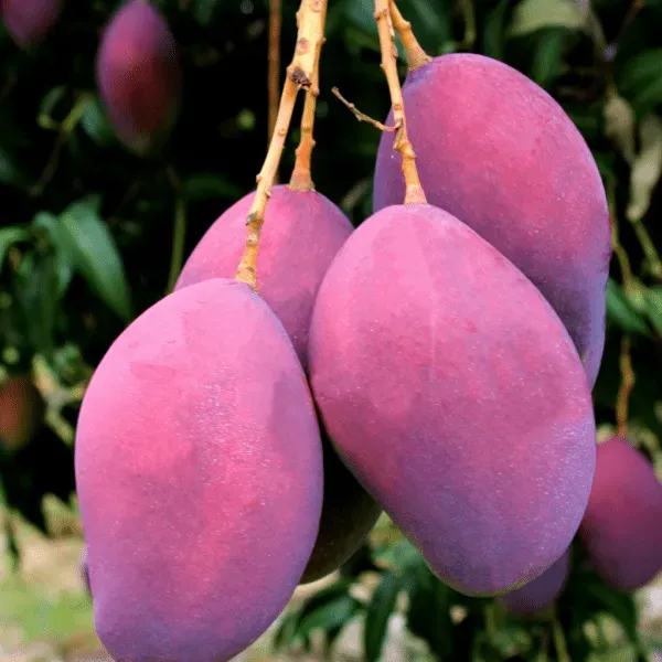 American_Red_Plamer_Mango_Plant_&_Tree_For_Home_Gardening_Hybrid_Red_Plamer_Mango_Fruit_Outdoor_Plant_(Pack_Of_1)