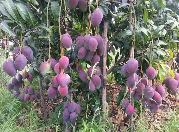 American_Red_Plamer_Mango_Plant_&_Tree_For_Home_Gardening_Hybrid_Red_Plamer_Mango_Fruit_Outdoor_Plant_(Pack_Of_1)