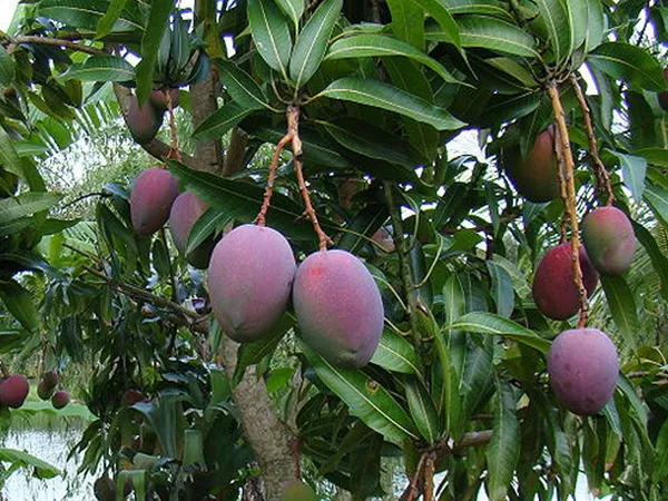 American_Red_Plamer_Mango_Plant_&_Tree_For_Home_Gardening_Hybrid_Red_Plamer_Mango_Fruit_Outdoor_Plant_(Pack_Of_1)