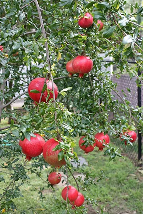 Red_Silk_Jambo_Size_Pomegranate_Fruit_Plant_For_Gardening_1.5-3.5_Ft_Hight_Best_Selling_Plant_,Pomegranate_Healthy_Fruit_Plant_Age_1.5_Years_(Air_Layering,_Pack_Of_1)